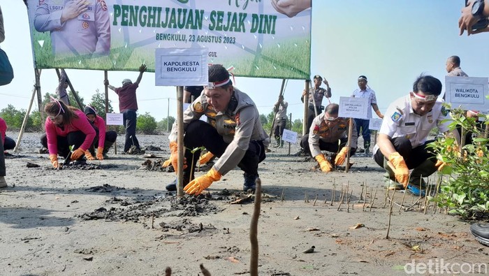 Penanaman 5.000 batang mangrove.