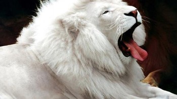 Singa putih. Foto: Boredpanda