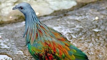 Merpati Nicobar. Foto: Boredpanda