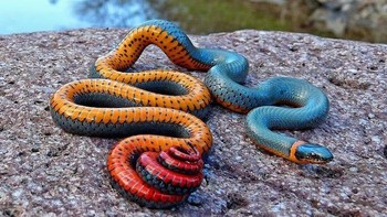 Ular cincin. Foto: Boredpanda