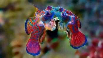 Mandarinfish. Foto: Boredpanda