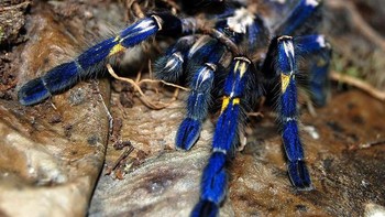 Tarantula biru cobalt. Foto: Boredpanda
