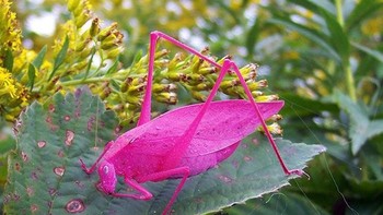 Tonggeret pink. Foto: Boredpanda