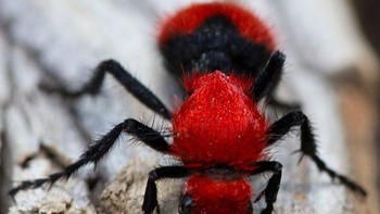 Semut red velvet. Foto: Boredpanda