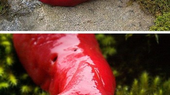 Siput merah. Foto: Boredpanda