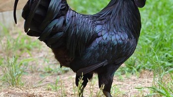 Ayam Cemani hitam. Foto: Boredpanda