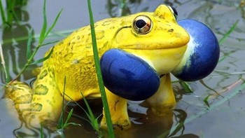 Katak banteng India. Foto: Boredpanda