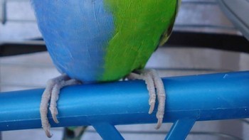 Parkit biru kuning. Foto: Boredpanda