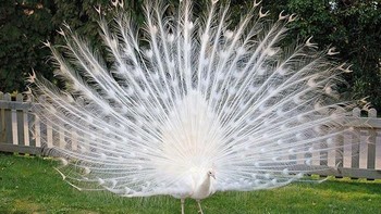 Merak putih albino. Foto: Boredpanda