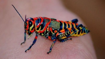 Jangkrik pelangi. Foto: Boredpanda