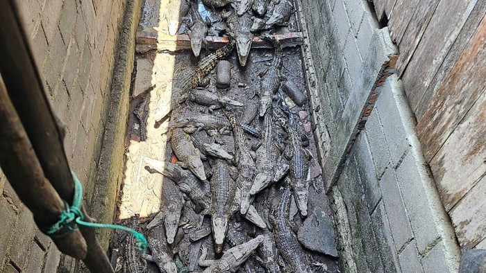 58 ekor buaya muara yang dipelihara di samping pekarangan rumah disita.