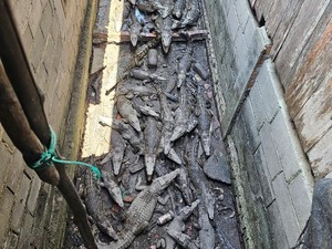 BKSDA Pastikan Penangkaran 58 Buaya Muara di OKI Tak Kantongi Izin