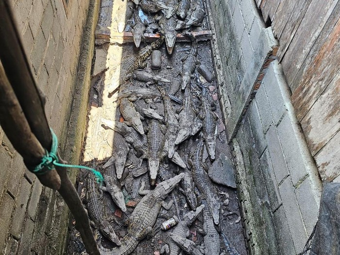 58 ekor buaya muara yang dipelihara di samping pekarangan rumah disita.