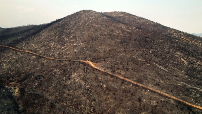 The sun is seen behind charred trees following a wildfire, near the village of Avantas in the region of Evros, Greece, August 23, 2023. REUTERS/Alexandros Avramidis