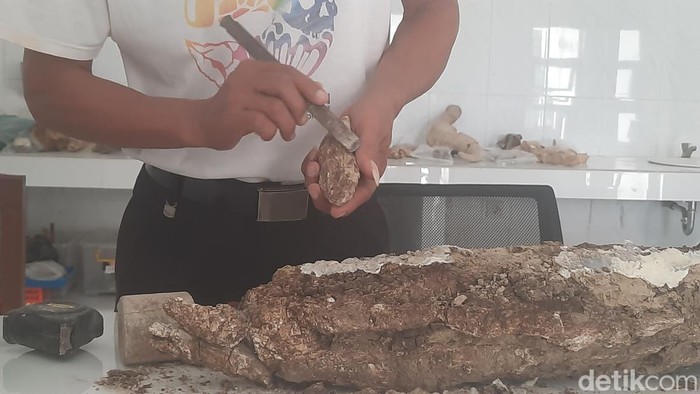 Gading gajah purba temuan warga Terban Kecamatan Jekulo tengah disimpan di Museum Situs Purbakala Patiayam Kudus, Kamis (24/8/2023).