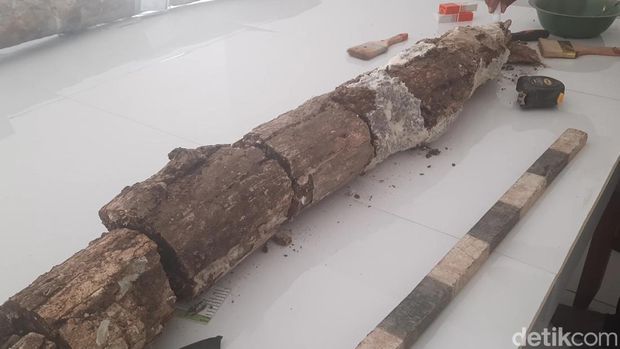 Penampakan fosil gading gajah 1,4 meter berusia jutaan tahun yang ditemukan petani Kudus, saat ini disimpan di Museum Patiayam, Kamis (24/8/2023).