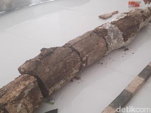 Penampakan Fosil Gading Gajah Purba Berusia 1,5 Juta Tahun di Kudus