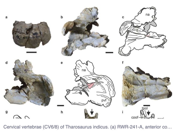 Fosil sauropoda Tharosaurus indicus yang ditemukan di India
