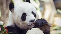 Xing xing dan Liang liang disuguhi kue es serta camilan lainnya untuk menandai hari istimewa mereka.  