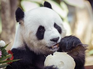 Proses Pemulangan Panda Raksasa di Washington ke China