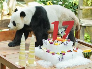 Aksi Gemas Panda Raksasa yang Sedang Ultah
