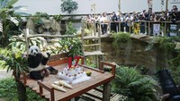 Pengunjung kebun binatang nampak antusias mengikuti dan menyaksikan perayaan ulang tahun panda raksasa tersebut.  