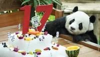 Panda jantan raksasa Xing Xing memeriksa kue esnya pada hari ulang tahunnya yang ke-17 di Kebun Binatang Nasional di Kuala Lumpur, Malaysia, Rabu  (23/8/2023). 