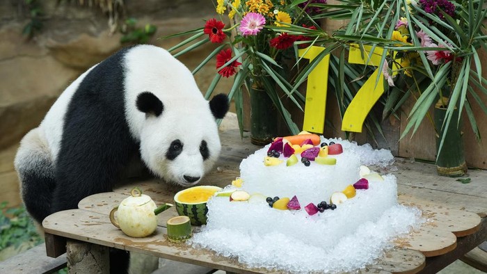 Gemas.. Dua Panda Raksasa Rayakan Ultah ke-17 di Bonbin Malaysia Giant female panda Liang Liang checks ice cake on its 17th birthday at the National Zoo in Kuala Lumpur, Malaysia Wednesday, Aug. 23, 2023. (AP Photo/Vincent Thian)