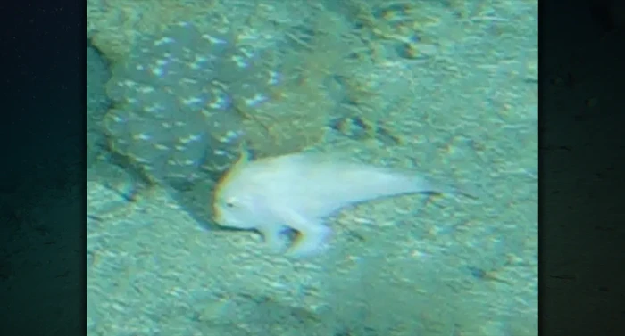 Handfish