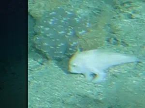Tak Terlihat Selama 25 Tahun, Ikan Bertangan yang Langka Muncul di Perairan Tasmania