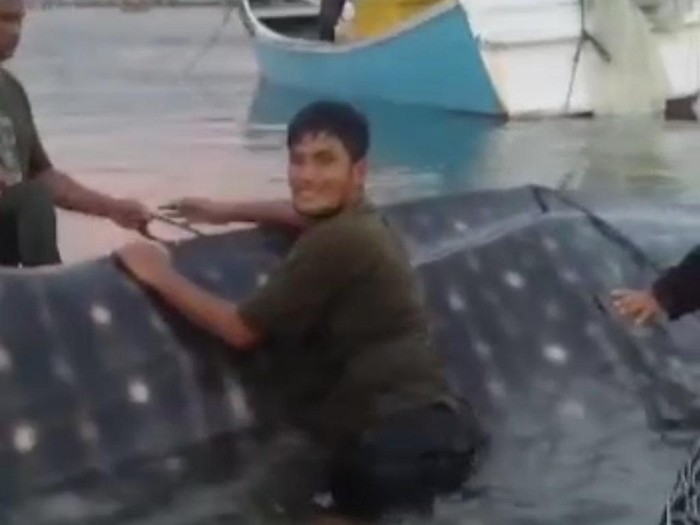 Hiu tutul berukuran 8 meter masuk ke jaring nelayan di Aceh Besar