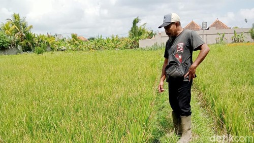 Kondisi lahan pertanian di Subak Lungsiakan Desa Kedewatan Ubud, Bali, mengering.