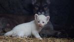 Langka, Puma Albino Lahir di Nikaragua