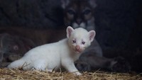 Puma mungil itu berhidung merah muda.  