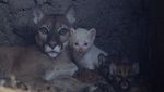 Langka, Puma Albino Lahir di Nikaragua
