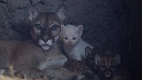 Puma ini menjadi puma albino pertama di negara Amerika Tengah.  