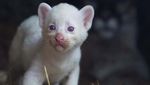 Langka, Puma Albino Lahir di Nikaragua