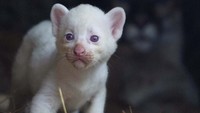 Menurut perkiraan dokter hewan kebun binatang Carlos Molina, puma ini merupakan satu dari empat puma albino di seluruh dunia.  
