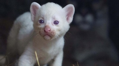 Langka, Puma Albino Lahir di Nikaragua