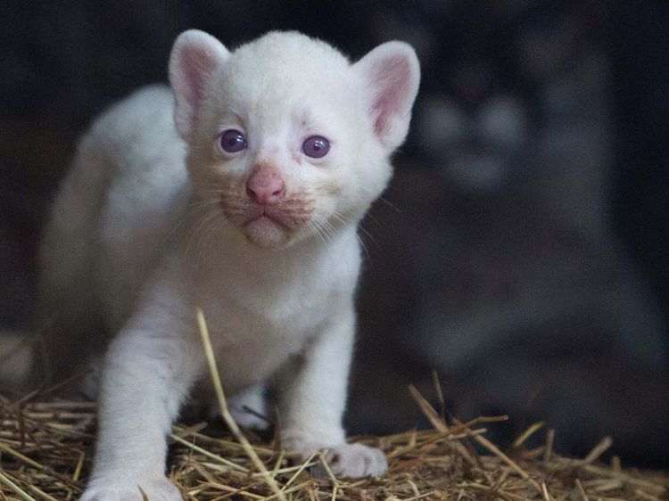 Langka, Puma Albino Lahir di Nikaragua