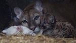 Langka, Puma Albino Lahir di Nikaragua