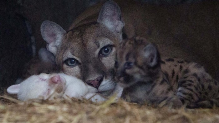 A month-old albino puma cub, born in captivity, is seen along with its mother and other cubs at their enclosure at Thomas Belt zoo, in Juigalpa, Nicaragua August 22, 2023. REUTERS/Maynor Valenzuela