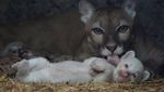 Langka, Puma Albino Lahir di Nikaragua