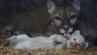 Seekor puma menjilati anak puma albino berusia satu bulan, yang lahir di penangkaran, di kandang mereka di kebun binatang Thomas Belt, di Juigalpa, Nikaragua, Selasa (22/8/2023).