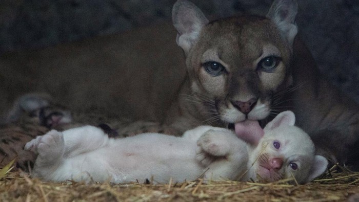 Lucu! Puma Albino Lahir di Nikaragua A month-old albino puma cub, born in captivity, is seen along with its mother and other cubs at their enclosure at Thomas Belt zoo, in Juigalpa, Nicaragua August 22, 2023. REUTERS/Maynor Valenzuela