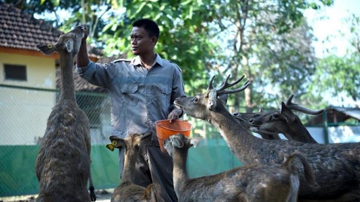 Penangkaran Rusa Timor di Bojonegoro