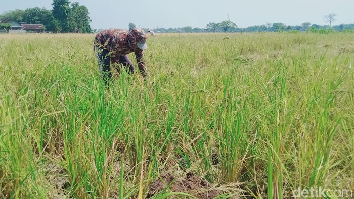 Petani di Desa Jetis, Kecamatan Juwiring, Klaten, membabat padinya yang gagal panen akibat serangan hama tikus, Kamis (24/8/2023).