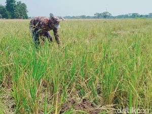 Tikus Merajalela di Klaten Timur, Sepatok Cuma Panen 1 Sak Padi