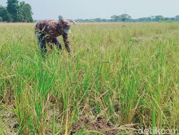 Petani di Desa Jetis, Kecamatan Juwiring, Klaten, membabat padinya yang gagal panen akibat serangan hama tikus, Kamis (24/8/2023).