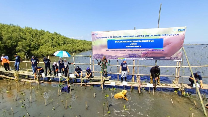 PT Permodalan Nasional Mandiri (PNM) merayakan momentum HUT ke-78 RI dengan melakukan penanaman 22.000 pohon mangrove di Kota Makassar, Banjarmasin, dan Mataram